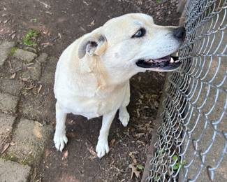 My name is Jenna. I am about 6 years old (which is about 45 in dog years.) I am super friendly and have a sweet disposition. I love it outside. I am looking for a new home.