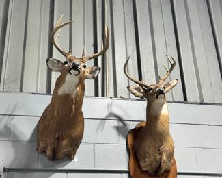 Mounted Deer heads Orlando Estate Auction