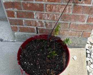 Red plastic planter with small seedling.