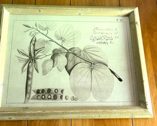 Botanicals Signed & Numbered