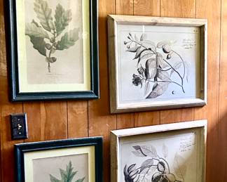 Botanical Art