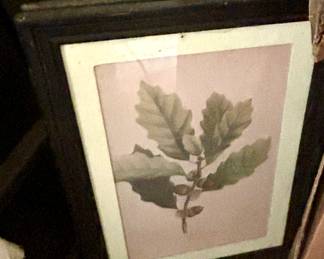 Botanical