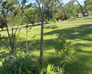 plant tree