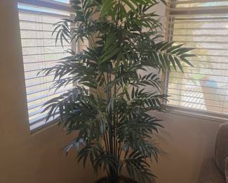 Palm Trees 6'
