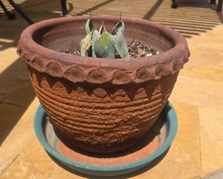 Terracotta planter