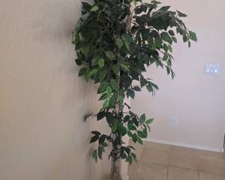 Ficus 6' tree
