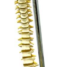 Human SpineSkeletal Model