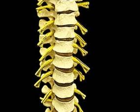 Human SkeletalSpine Display Model