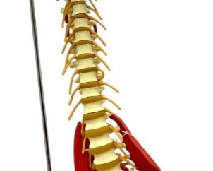 Human Musculoskeletal Model