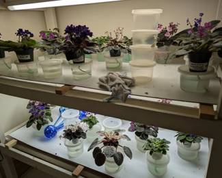 African Violets