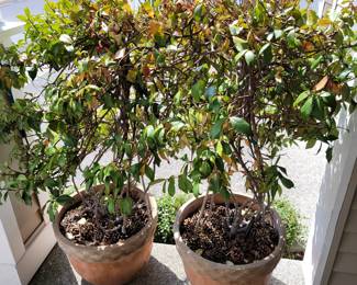 Plants with Pots - $9.99 per plant