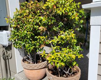 Plants with Pots - $9.99 per plant