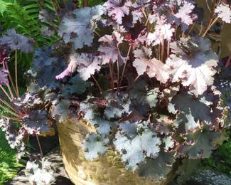 Plante/Pot - $29.99