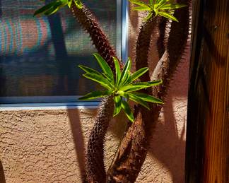 Plant in a Mexican Takavera pot