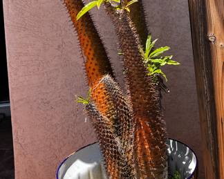 Plant in a Mexican Takavera pot
