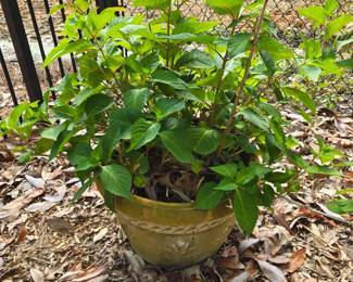 Planter w/ Hydrangea