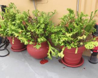 Steffans elkhorn ferns in pots