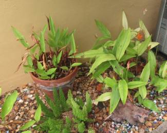 Steffans fkowering plants