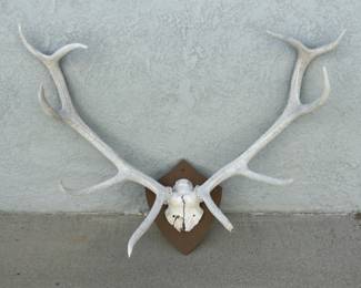 Large mounted antlers