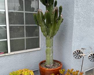 6 foot tall cactus and pot
