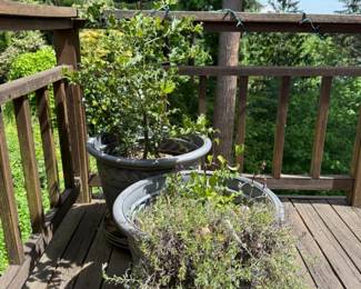 112 HollyTreesin19Pots