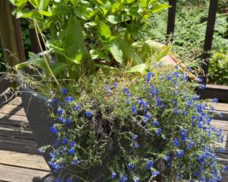 108 HydrangeaTulipLobeliaPatioPlanter