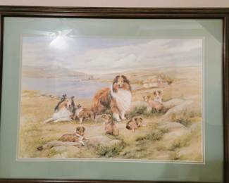 Collies