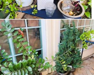 Live plants