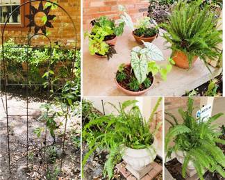 Live plants