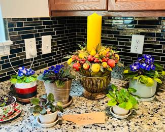 Plants for sale
