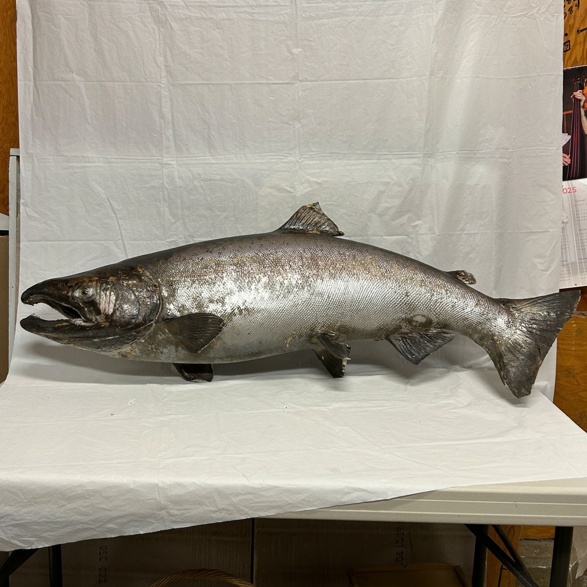 Taxidermy Trophy Salmon