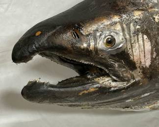 Taxidermy Trophy Salmon