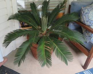 Lots of healthy live plants