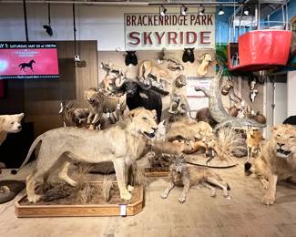 Large collection of taxidermy
