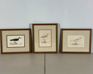 Lot 2701 Vintage Francis Orpen Morris Art Prints Handcolored Engraving Birds Rosss Gull Courser Manx Shearwater