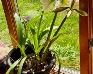 Blooming Amaryllis