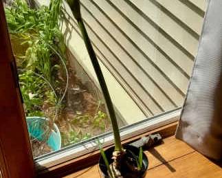 Potted Amaryllis Bulb – 26” Tall, Not Yet Bloomed