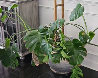 *House plant