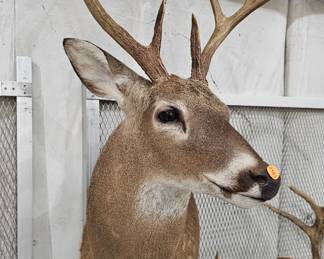 DEER TAXIDERMY MOUNT