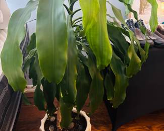Grow your own corn and save grocery money.