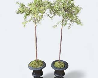 Rosemary Topiary in Cast Iron pots