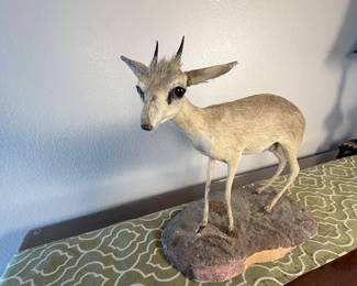 Taxidermy African Dik-dik Antelope. The smallest antelope species. This is a mounted African Dik-dik antelope. Stands on a naturalistic base. Ideal for collectors or as unique decor. He’s so cute!
Note photos for details and condition. Measurements taken under field conditions are approximate within 1/2". Feel free to reach out with any questions.
Items are heavy and we do not assist with loading. Be sure to bring adequate help and a large enough vehicle for large items. If you need assistance, call Denny for an estimate for delivery. (720) 393-0204.