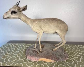 Taxidermy African Dik-dik Antelope. The smallest antelope species. This is a mounted African Dik-dik antelope. Stands on a naturalistic base. Ideal for collectors or as unique decor. He’s so cute!
Note photos for details and condition. Measurements taken under field conditions are approximate within 1/2". Feel free to reach out with any questions.
Items are heavy and we do not assist with loading. Be sure to bring adequate help and a large enough vehicle for large items. If you need assistance, call Denny for an estimate for delivery. (720) 393-0204.
