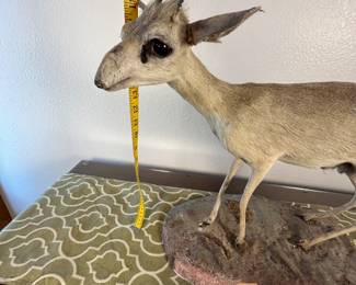 Taxidermy African Dik-dik Antelope. The smallest antelope species.
This is a mounted African Dik-dik antelope. Stands on a naturalistic base. Ideal for collectors or as unique decor. He’s so cute!
Note photos for details and condition. Measurements taken under field conditions are approximate within 1/2". Feel free to reach out with any questions.
Items are heavy and we do not assist with loading. Be sure to bring adequate help and a large enough vehicle for large items. If you need assistance, call Denny for an estimate for delivery. (720) 393-0204.