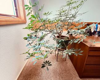 Beautiful Dwarf Schefflera Plant
While the leaves might be “Dwarf”, the plant is not! From the bottom of the pot to the top of the plant is 43” Tall, 43” wide. Planter is included. Plant stand is not included.
Note photos for details and condition. Measurements taken under field conditions are approximate within 1/2". Feel free to reach out with any questions.