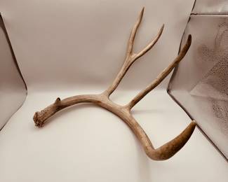 Deer Shed Antler Rack
A natural shed antler with 4 points, measuring approximately 24 inches in length. Ideal for home decor or crafting. Condition: good, no major defects.
Note photos for details and condition. Measurements taken under field conditions are approximate within 1/2". Feel free to reach out with any questions.
Items are heavy and we do not assist with loading. Be sure to bring adequate help and a large enough vehicle for large items. If you need assistance, call Denny for an estimate for delivery. (720) 393-0204.