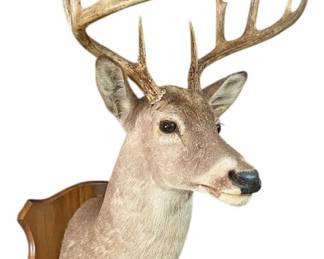 Deer Buck Mount Taxidermy