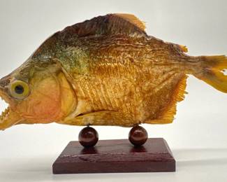 Red bellied piranha taxidermy