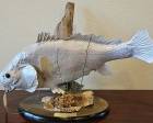 Mounted Taxidermy Trophy Fish