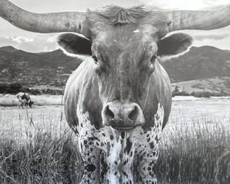Black & White Photo of Longhorn in Landscape